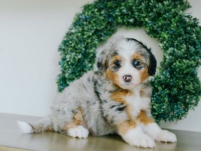 Mini Australian Mountain Doodles (bernedoodle X)
