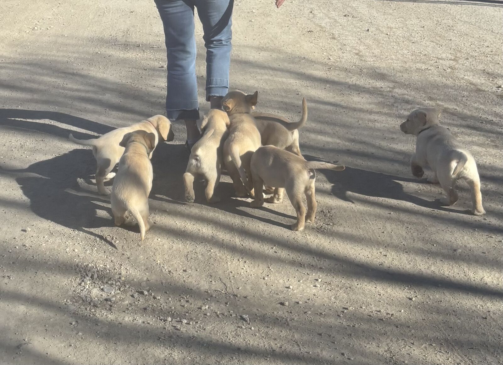 $150 Today to Good Homes AKC