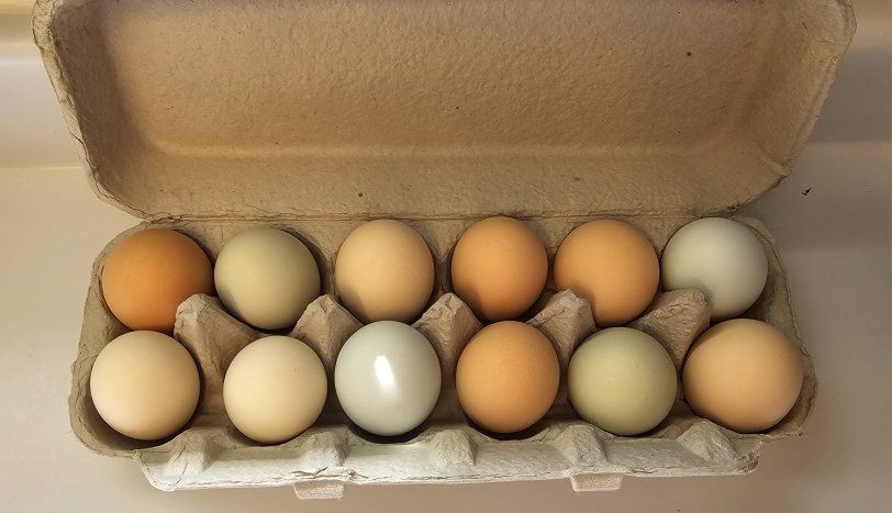 Farm Fresh Eggs
Corn and Soy Free