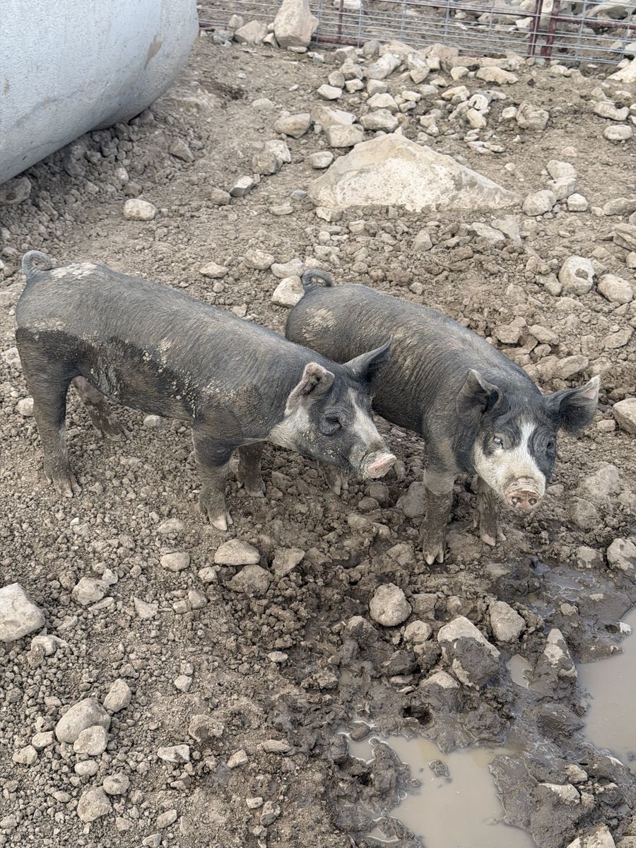 Berkshire pigs / piglets