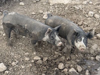 Berkshire pigs / piglets