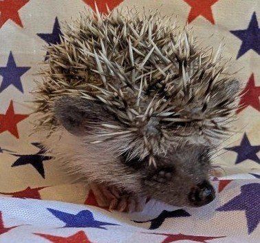 Baby Female Hedgehog Brillo