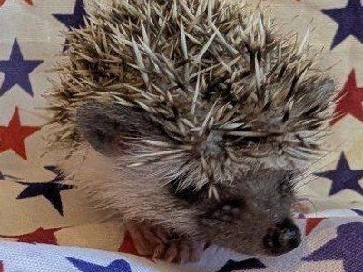 Baby Female Hedgehog Brillo