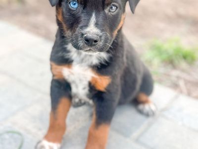 Pure Bred Mini Aussie/Blue Heeler Pups