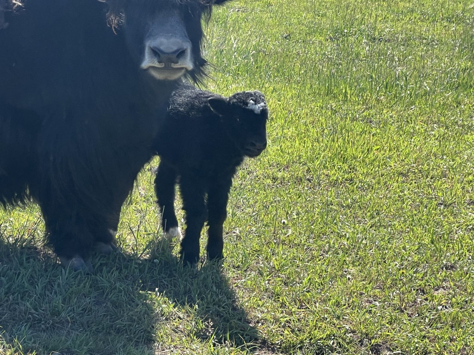 Yak calf heifer