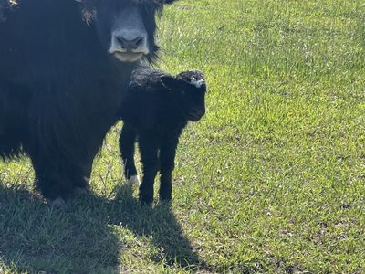 Yak calf heifer