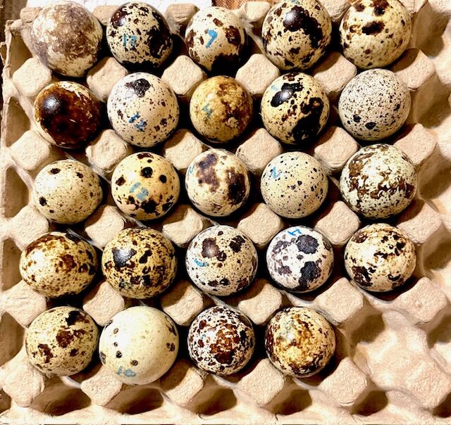 24 count Coturnix Quail hatching eggs for sale