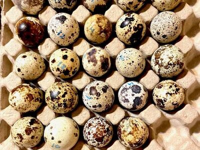 24 count Coturnix Quail hatching eggs for sale