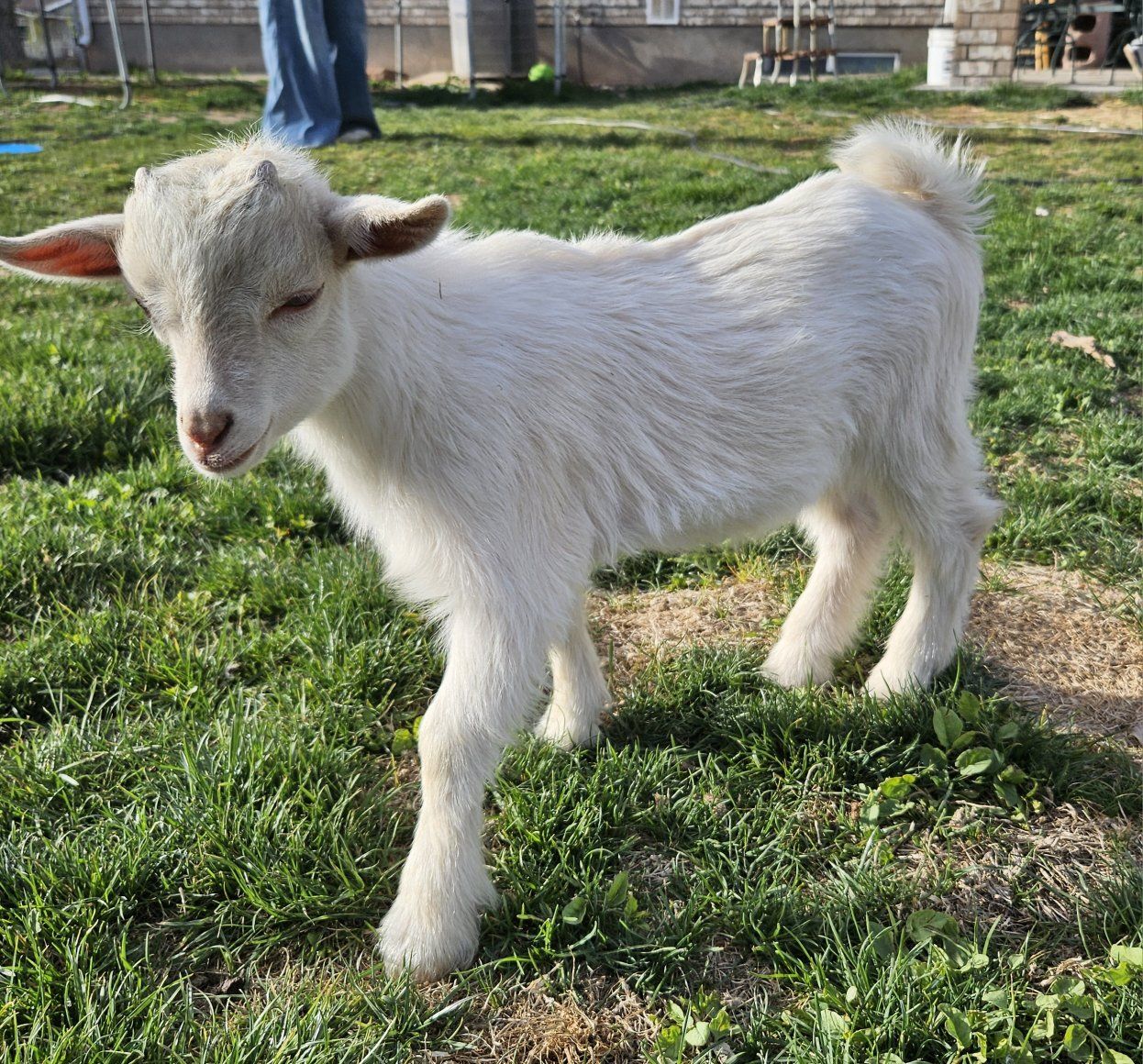Male Nigerian dwarf babies