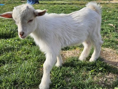 Male Nigerian dwarf babies