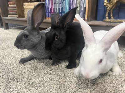 Standard Rex Rabbits for Sale