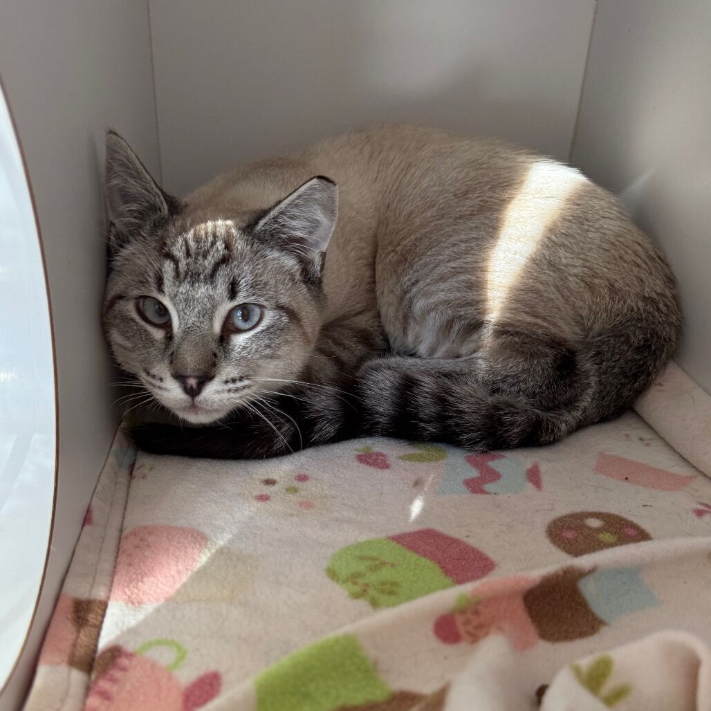 Hello my name is Stylus