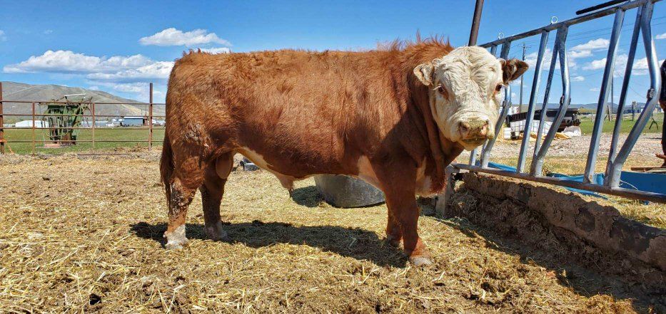Mini Hereford Bull for LEASE ONLY