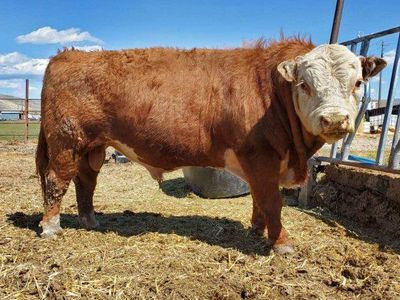 Mini Hereford Bull for LEASE ONLY