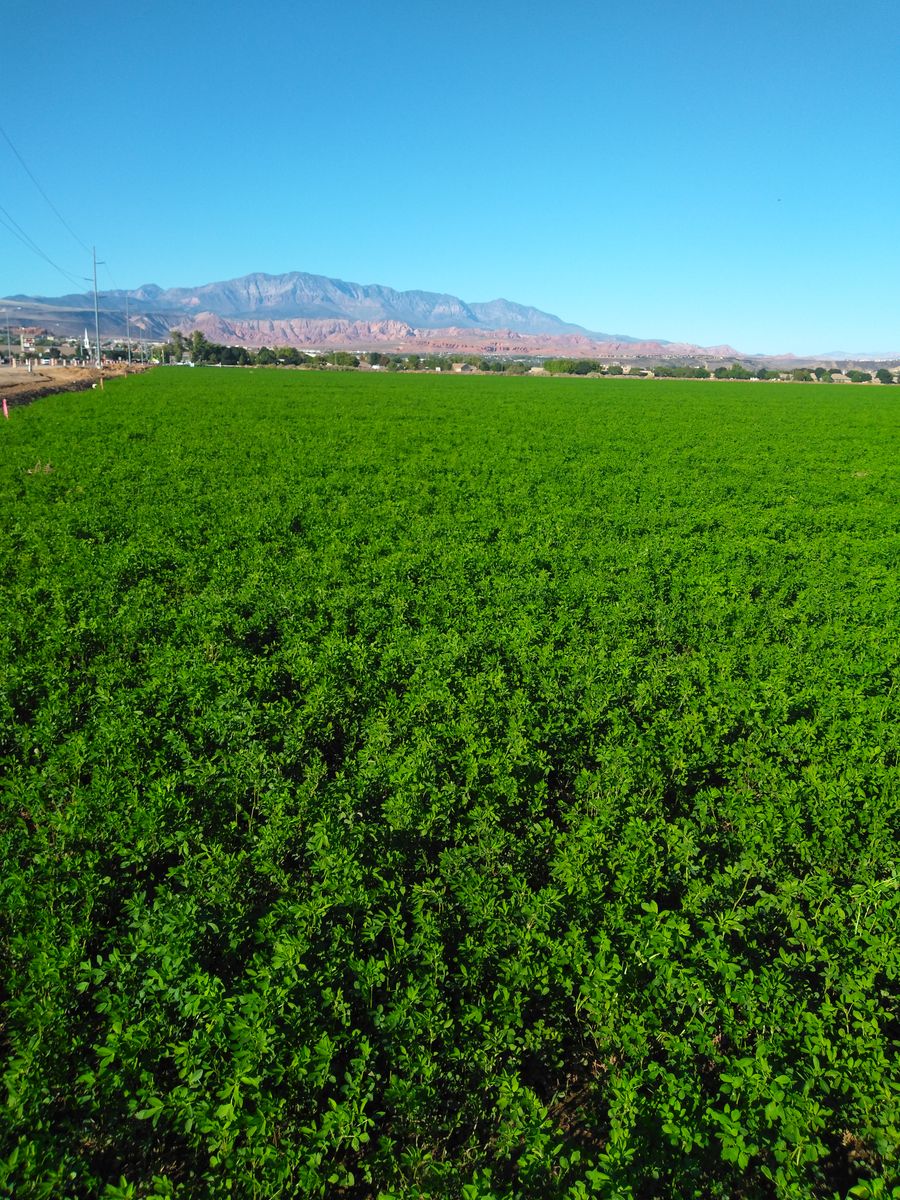 Alfalfa