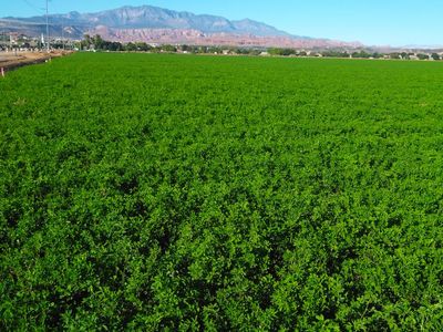 Alfalfa
