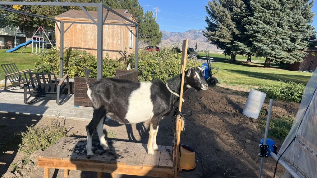 French Alpine Goat Out For Stud