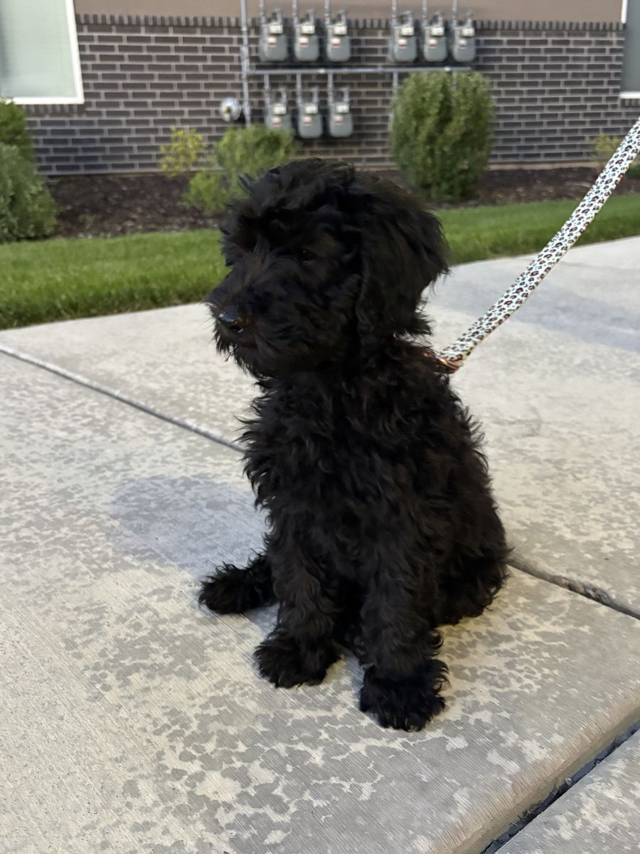 medium size goldendoodle