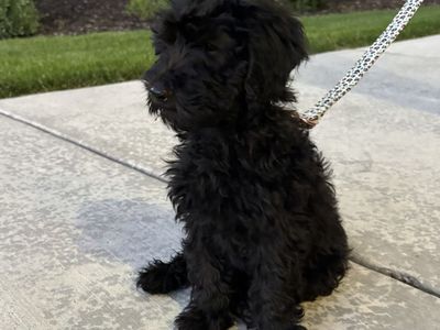 medium size goldendoodle