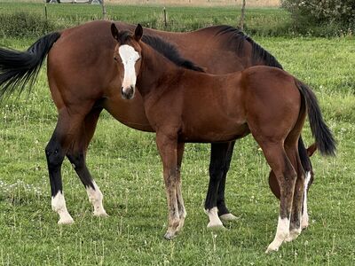 2025 AQHA Filly Cow bred.