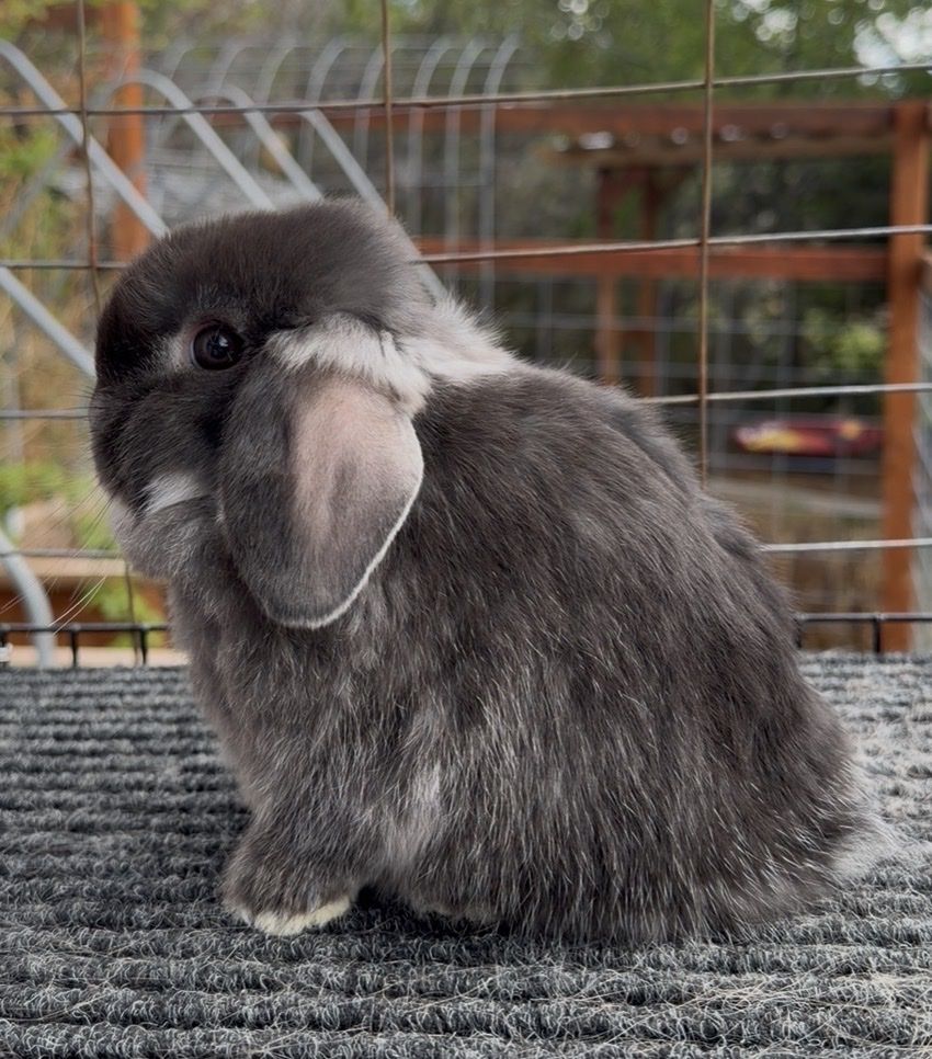 Holland Lop Buck