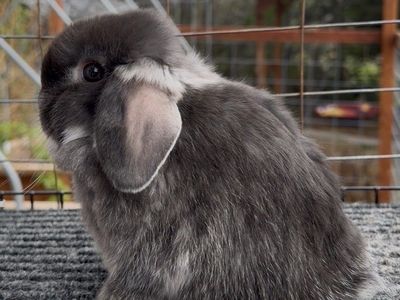 Holland Lop Buck