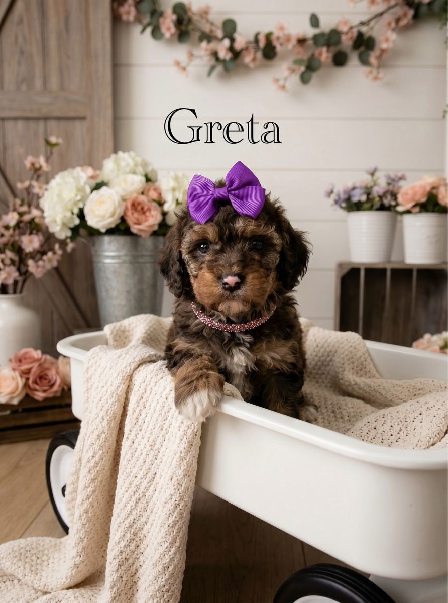 Puppy Cavapoo Females