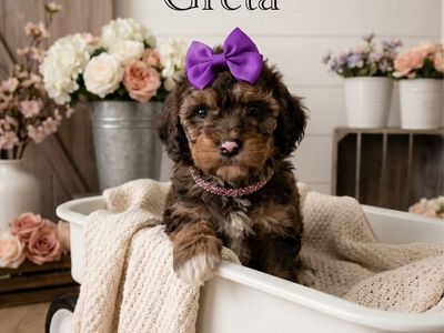 Puppy Cavapoo Females