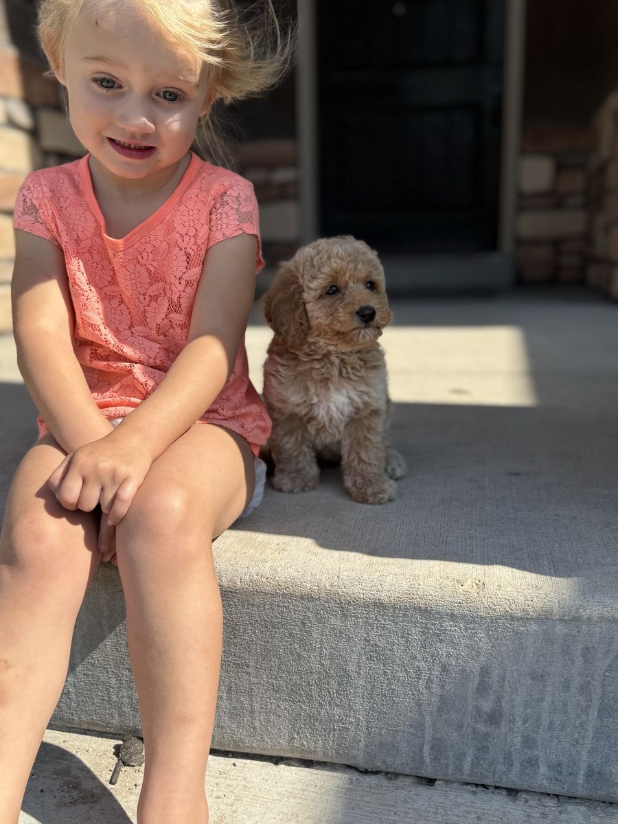 Mini Goldendoodle puppies (est adult weight 15-25lbs)