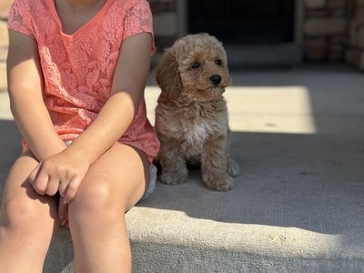 Mini Goldendoodle puppies (est adult weight 15-25lbs)