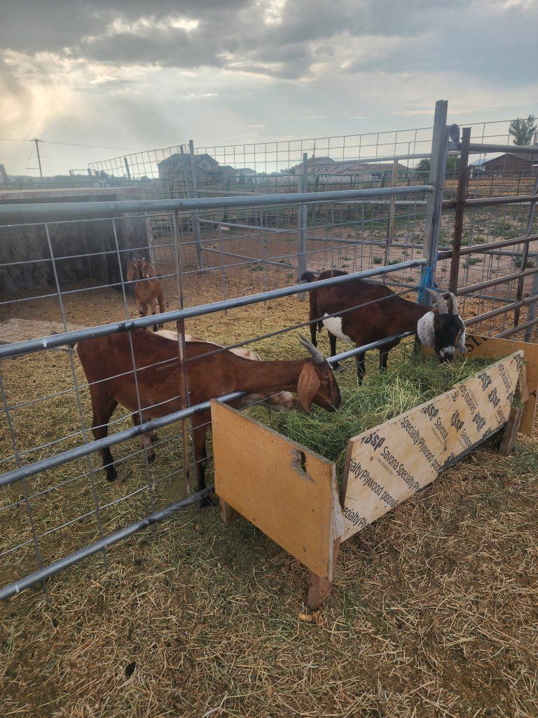 Nubian goats