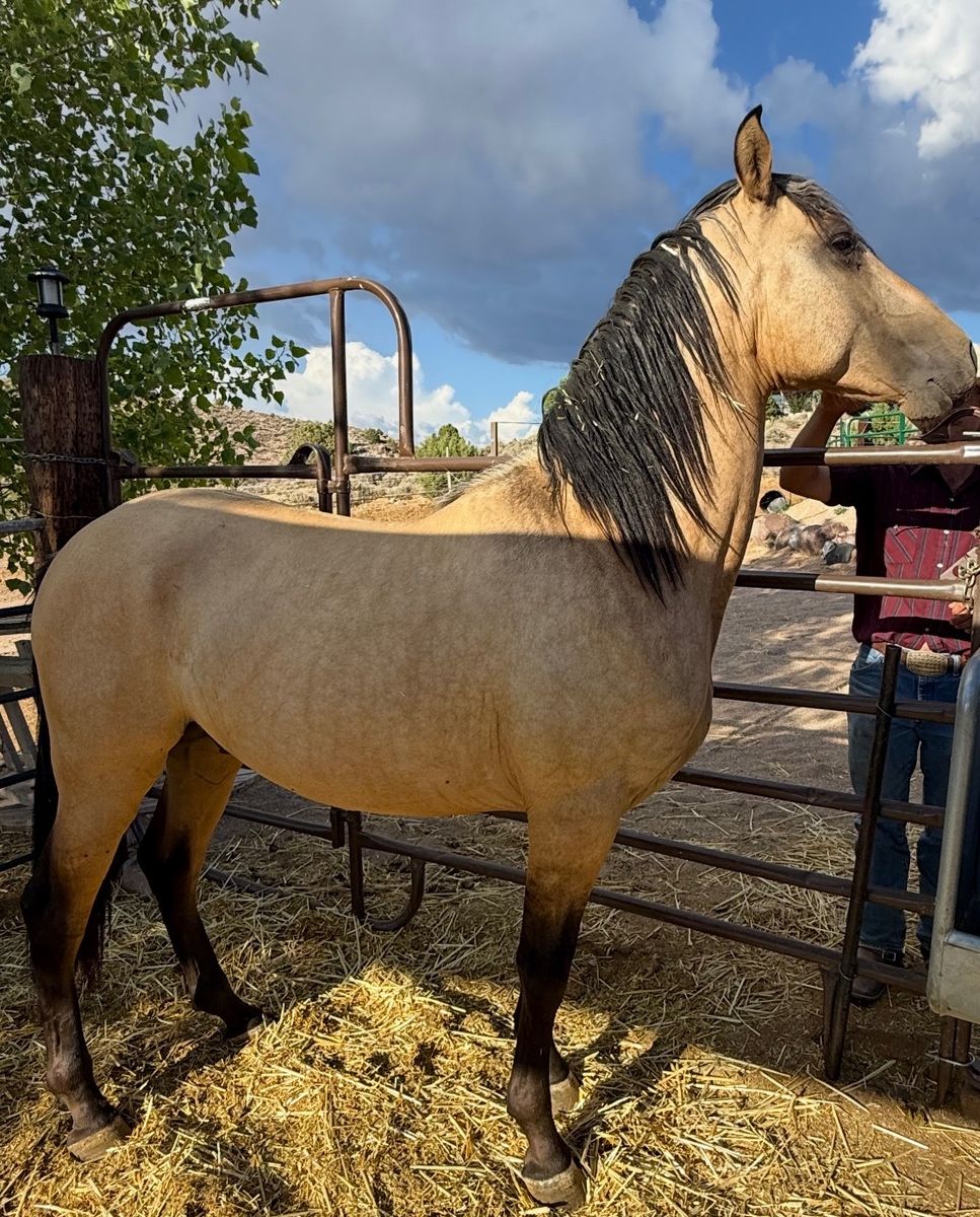 Horse Andalusians 2