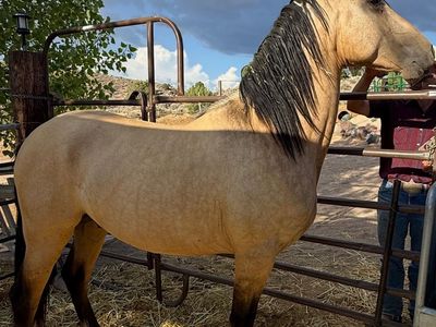 Horse Andalusians 2