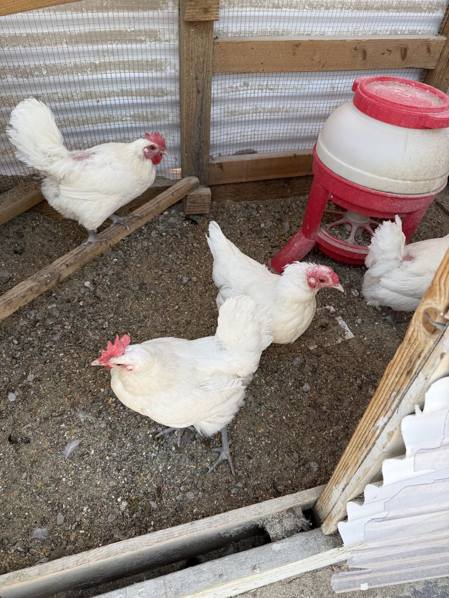 Breeze chickens