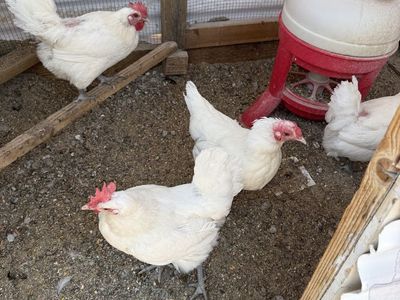 Breeze chickens