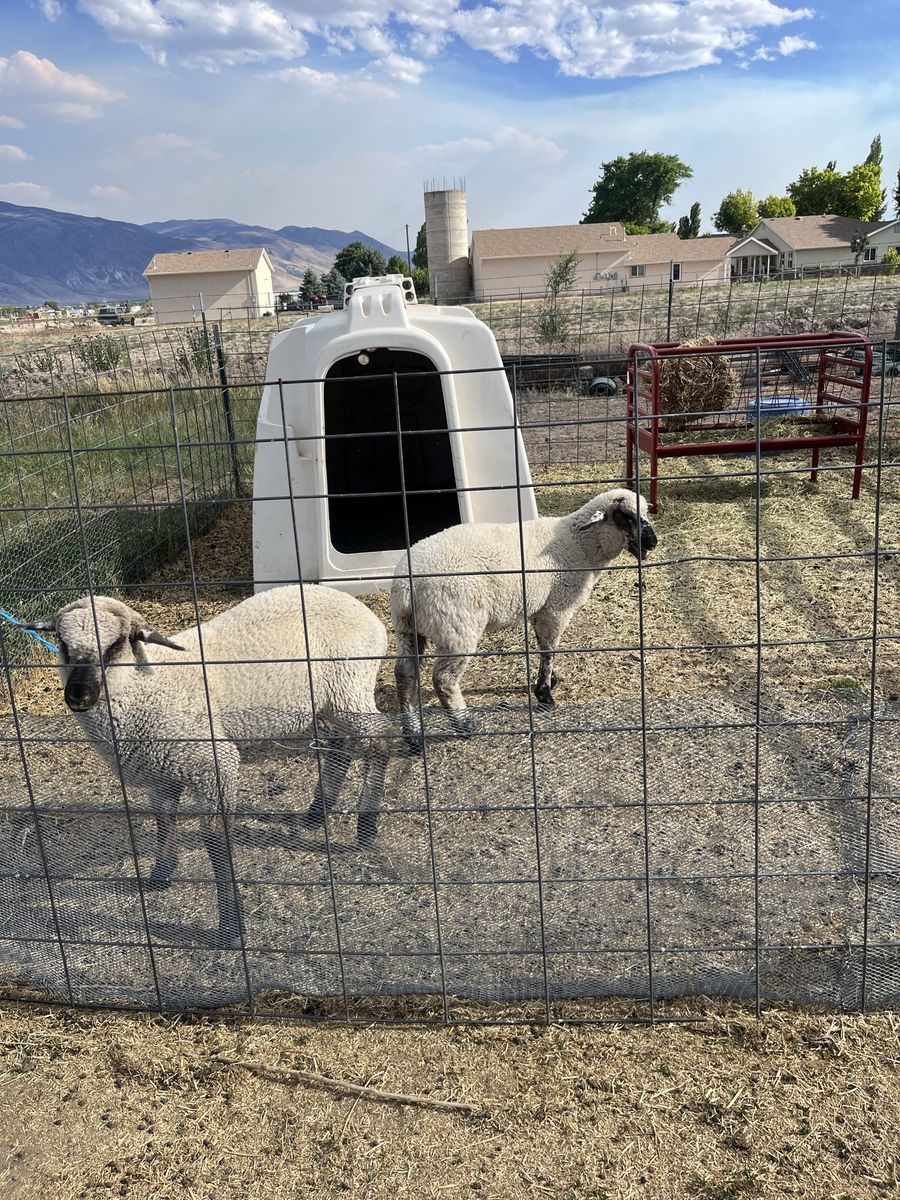 Little A-hole Sheep