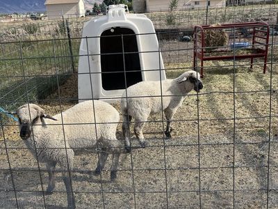 Little A-hole Sheep