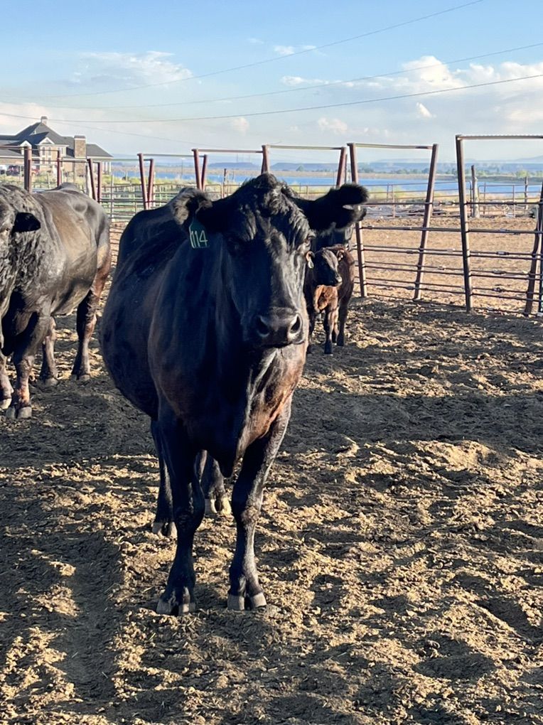 Black Balancer Cows