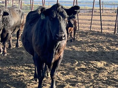 Black Balancer Cows