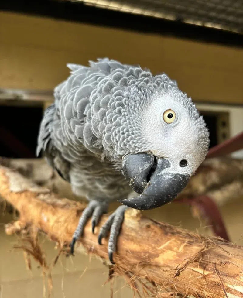 African Grey Parrot