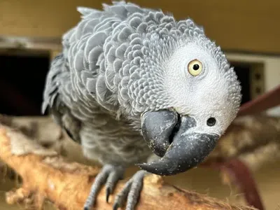 African Grey Parrot