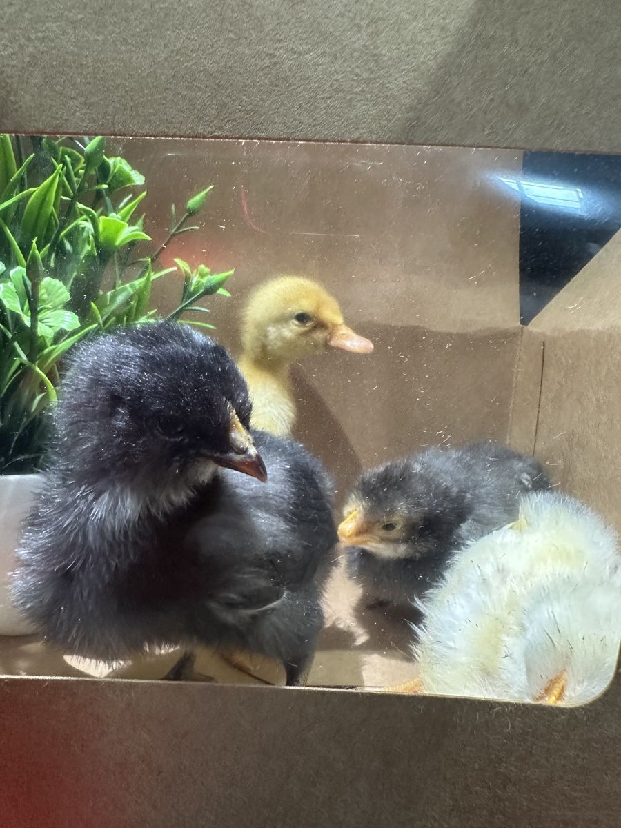 Just Hatched Chicks!
