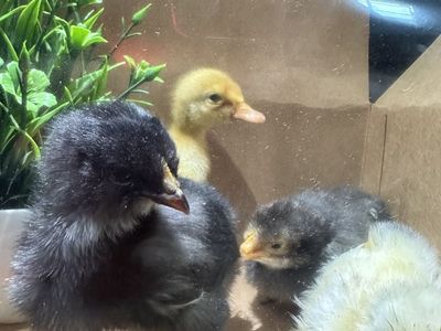 Just Hatched Chicks!