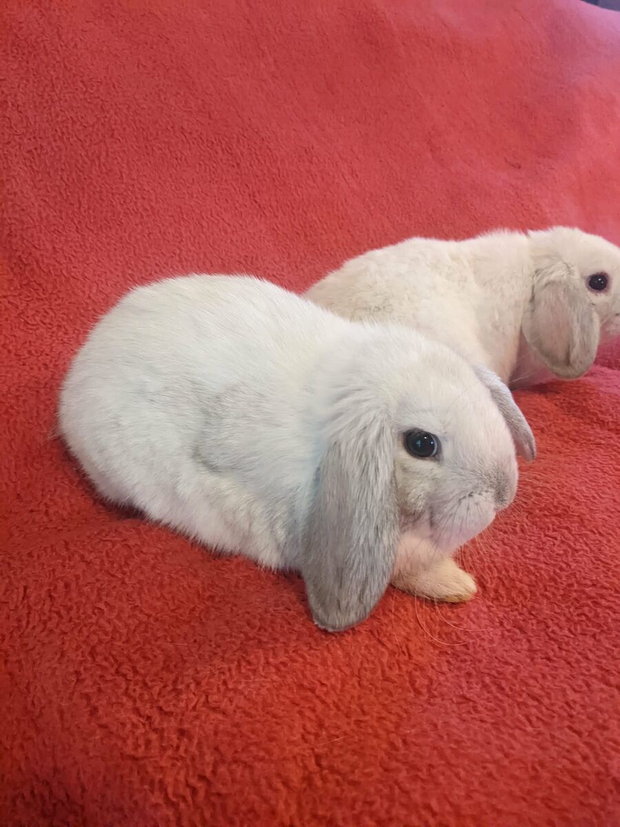 Holland Lop bunnies