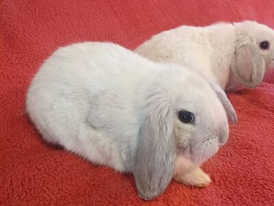 Holland Lop bunnies