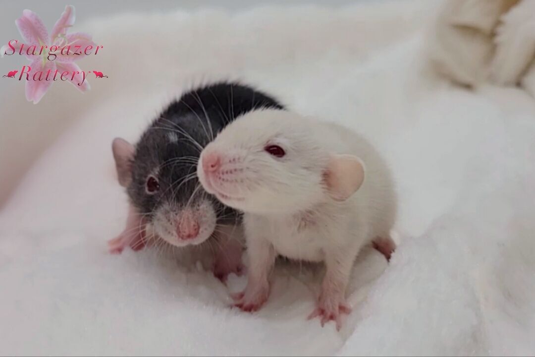 Stargazer Rattery - Pet Quality Rats