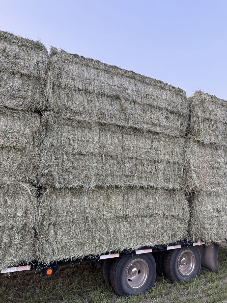 Teff & Orchard Grass Hay Bales - 3x4 Large Bales (~1,280 lbs)