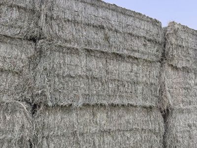 Teff & Orchard Grass Hay Bales - 3x4 Large Bales (~1,280 lbs)
