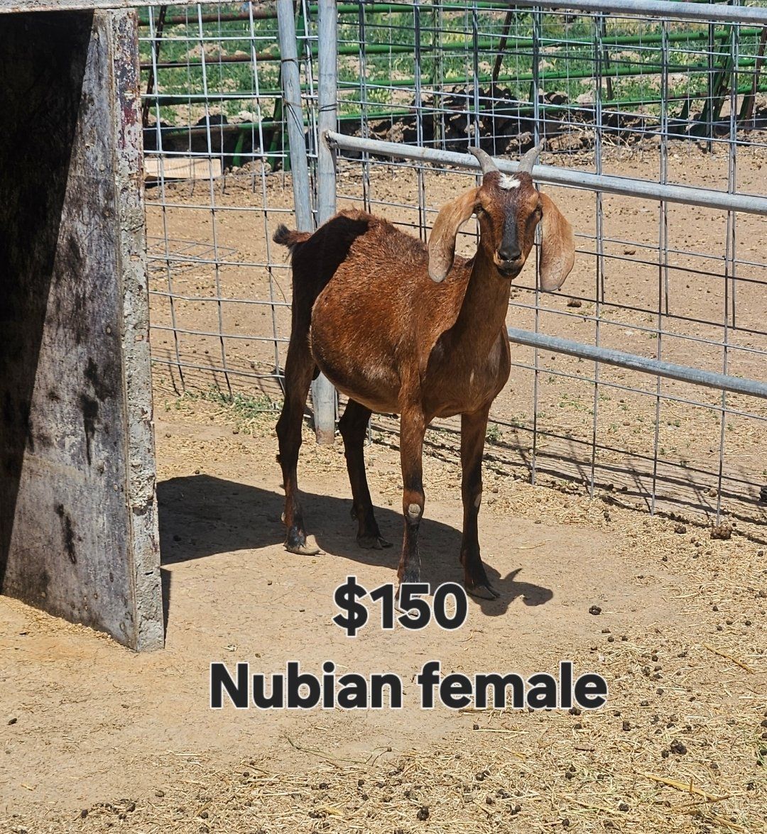 Nubian Female Goats - 2 Months to 5 Years Old
