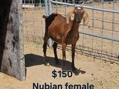 Nubian Female Goats - 2 Months to 5 Years Old